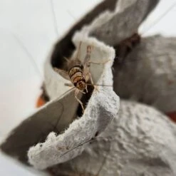 Josh's Frogs Banded Crickets Live Feed Reptile Food, 3/4-in -Pet Supplies Store 928134 PT5. AC SS1800 V1692304281