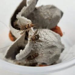 Josh's Frogs Banded Crickets Live Feed Reptile Food, 3/4-in -Pet Supplies Store 928134 PT6. AC SS1800 V1692302236