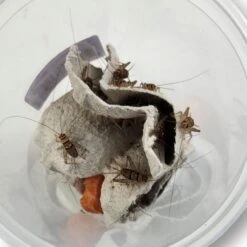 Josh's Frogs Banded Crickets Live Feed Reptile Food, 3/4-in -Pet Supplies Store 928134 PT7. AC SS1800 V1692300972