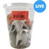 Josh's Frogs Gutloaded Banded Crickets Live Feed Reptile Food, 3/4-in, 60 Count -Pet Supplies Store 928174 MAIN. AC SS1800 V1692710692