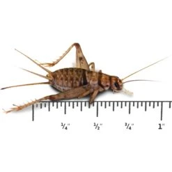 Josh's Frogs Gutloaded Banded Crickets Live Feed Reptile Food, 3/4-in, 60 Count -Pet Supplies Store 928174 PT6. AC SS1800 V1692301761