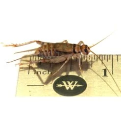 Josh's Frogs Gutloaded Banded Crickets Live Feed Reptile Food, 3/4-in, 60 Count -Pet Supplies Store 928174 PT7. AC SS1800 V1692298334