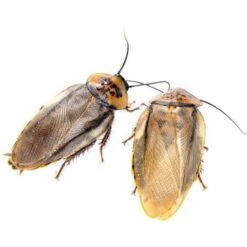 Josh's Frogs Adult Female Orange Head Roach Live Feed Reptile Food, 1 Count -Pet Supplies Store 928190 PT2. AC SS1800 V1692298900