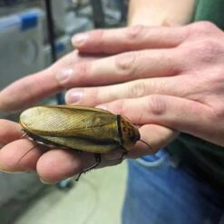 Josh's Frogs Adult Female Orange Head Roach Live Feed Reptile Food, 1 Count -Pet Supplies Store 928190 PT7. AC SS1800 V1692301511