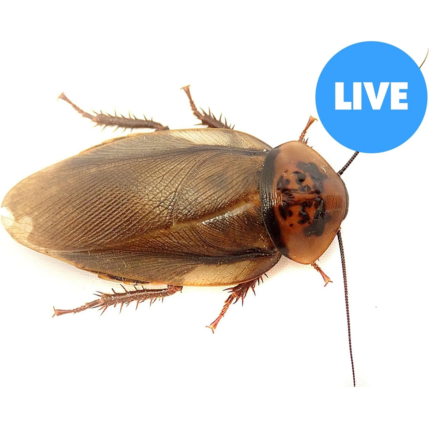 Josh's Frogs Adult Male Orange Head Roach Live Feed Reptile Food, 1 Count 3 Josh's Frogs Adult Male Orange Head Roach Live Feed Reptile Food, 1 Count