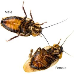 Josh's Frogs Adult Male Orange Head Roach Live Feed Reptile Food, 1 Count 14 Josh's Frogs Adult Male Orange Head Roach Live Feed Reptile Food, 1 Count -Pet Supplies Store 928206 PT3. AC SS1800 V1692299485