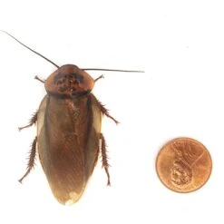 Josh's Frogs Adult Male Orange Head Roach Live Feed Reptile Food, 1 Count 15 Josh's Frogs Adult Male Orange Head Roach Live Feed Reptile Food, 1 Count -Pet Supplies Store 928206 PT4. AC SS1800 V1692298364