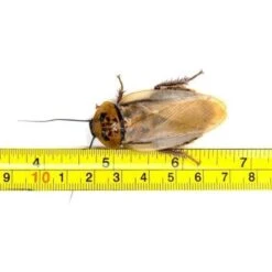 Josh's Frogs Adult Male Orange Head Roach Live Feed Reptile Food, 1 Count 16 Josh's Frogs Adult Male Orange Head Roach Live Feed Reptile Food, 1 Count -Pet Supplies Store 928206 PT5. AC SS1800 V1692302979