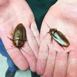 Josh's Frogs Adult Male Orange Head Roach Live Feed Reptile Food, 1 Count 17 Josh's Frogs Adult Male Orange Head Roach Live Feed Reptile Food, 1 Count -Pet Supplies Store 928206 PT6. AC SS1800 V1692299454