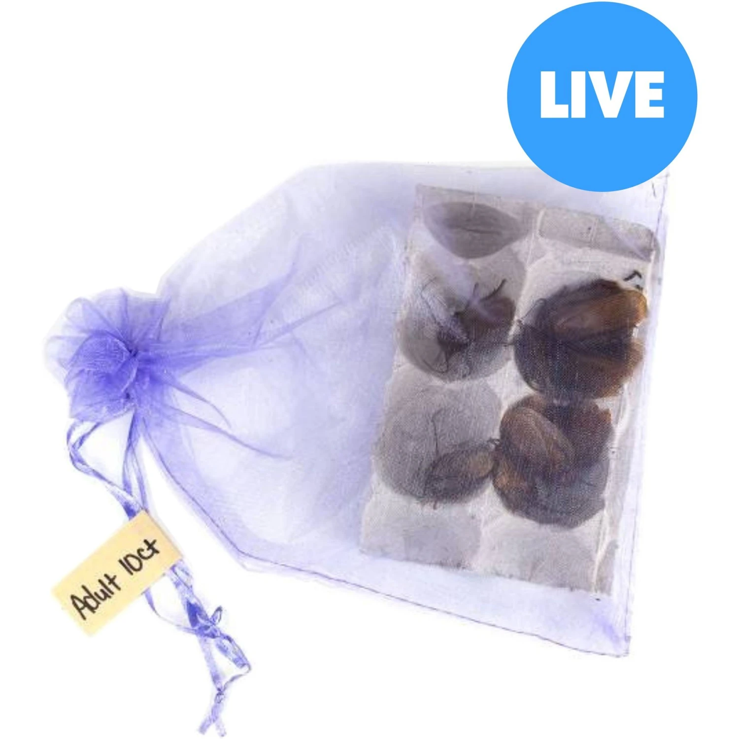 Josh's Frogs Adult Orange Head Roaches Live Feed Reptile Food 3 Josh's Frogs Adult Orange Head Roaches Live Feed Reptile Food