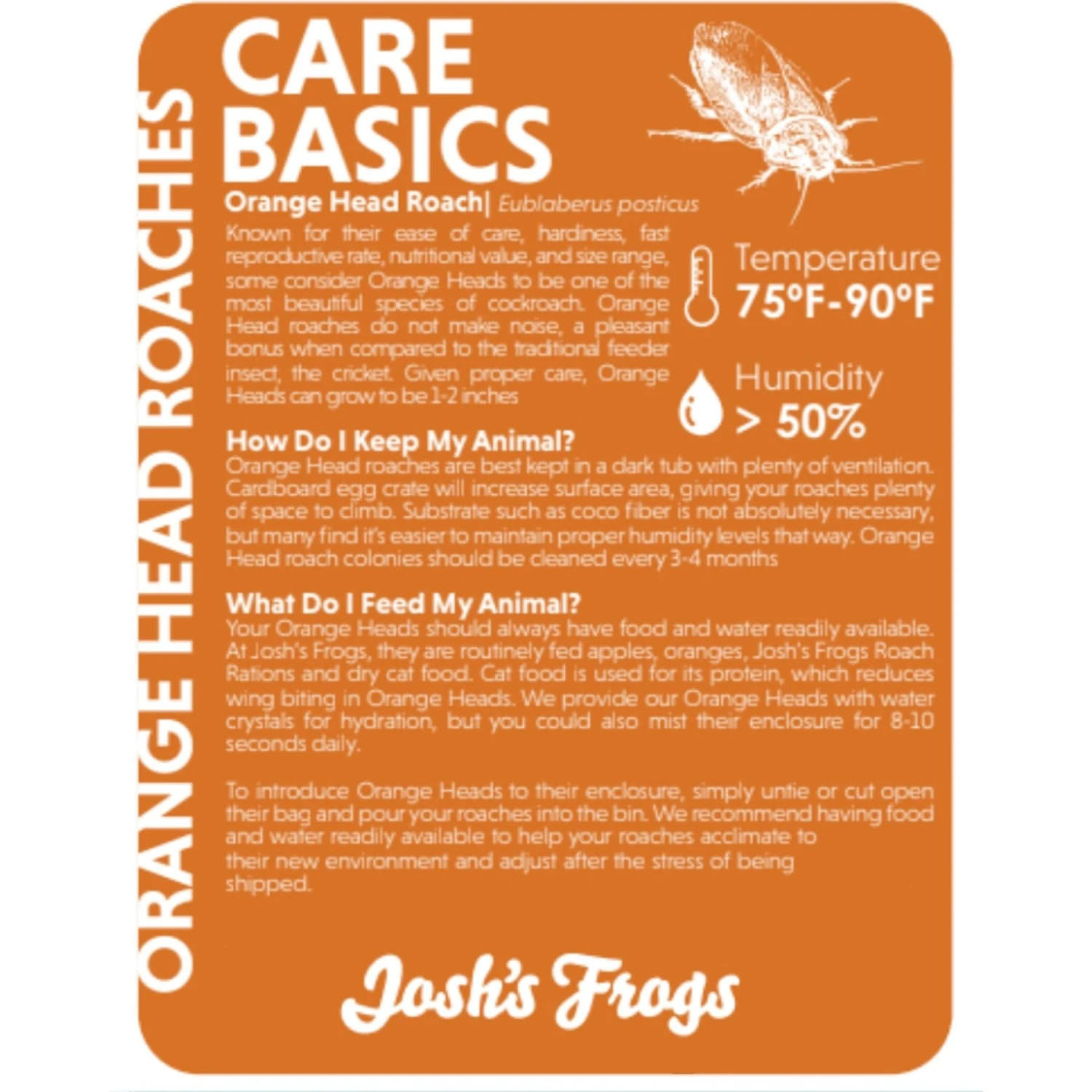 Josh's Frogs Adult Orange Head Roaches Live Feed Reptile Food 4 Josh's Frogs Adult Orange Head Roaches Live Feed Reptile Food - Image 2