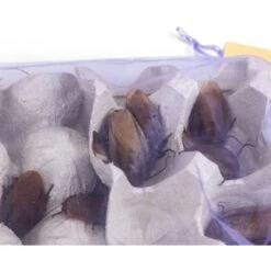 Josh's Frogs Adult Orange Head Roaches Live Feed Reptile Food 13 Josh's Frogs Adult Orange Head Roaches Live Feed Reptile Food -Pet Supplies Store 928222 PT2. AC SS1800 V1692298899