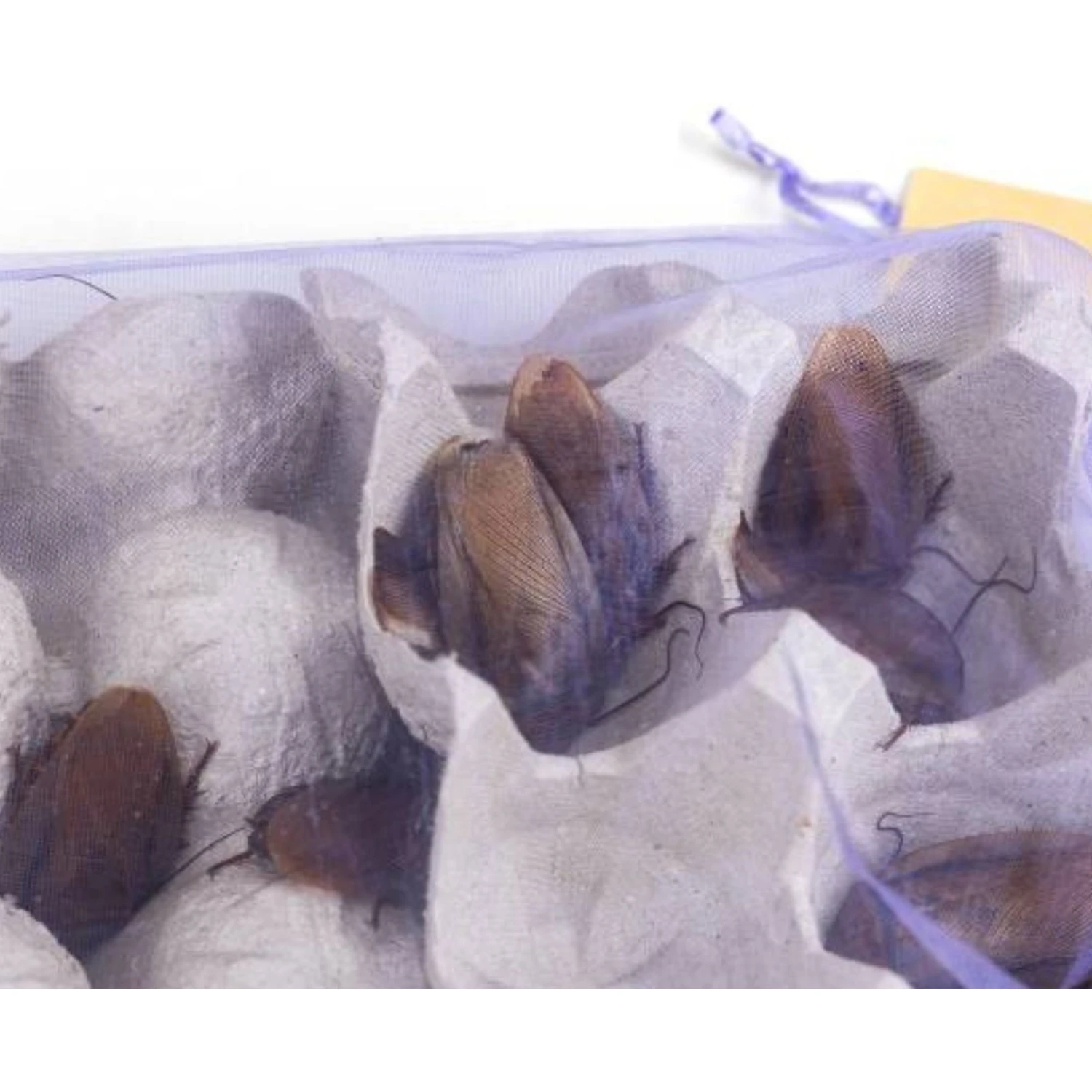 Josh's Frogs Adult Orange Head Roaches Live Feed Reptile Food 5 Josh's Frogs Adult Orange Head Roaches Live Feed Reptile Food - Image 3