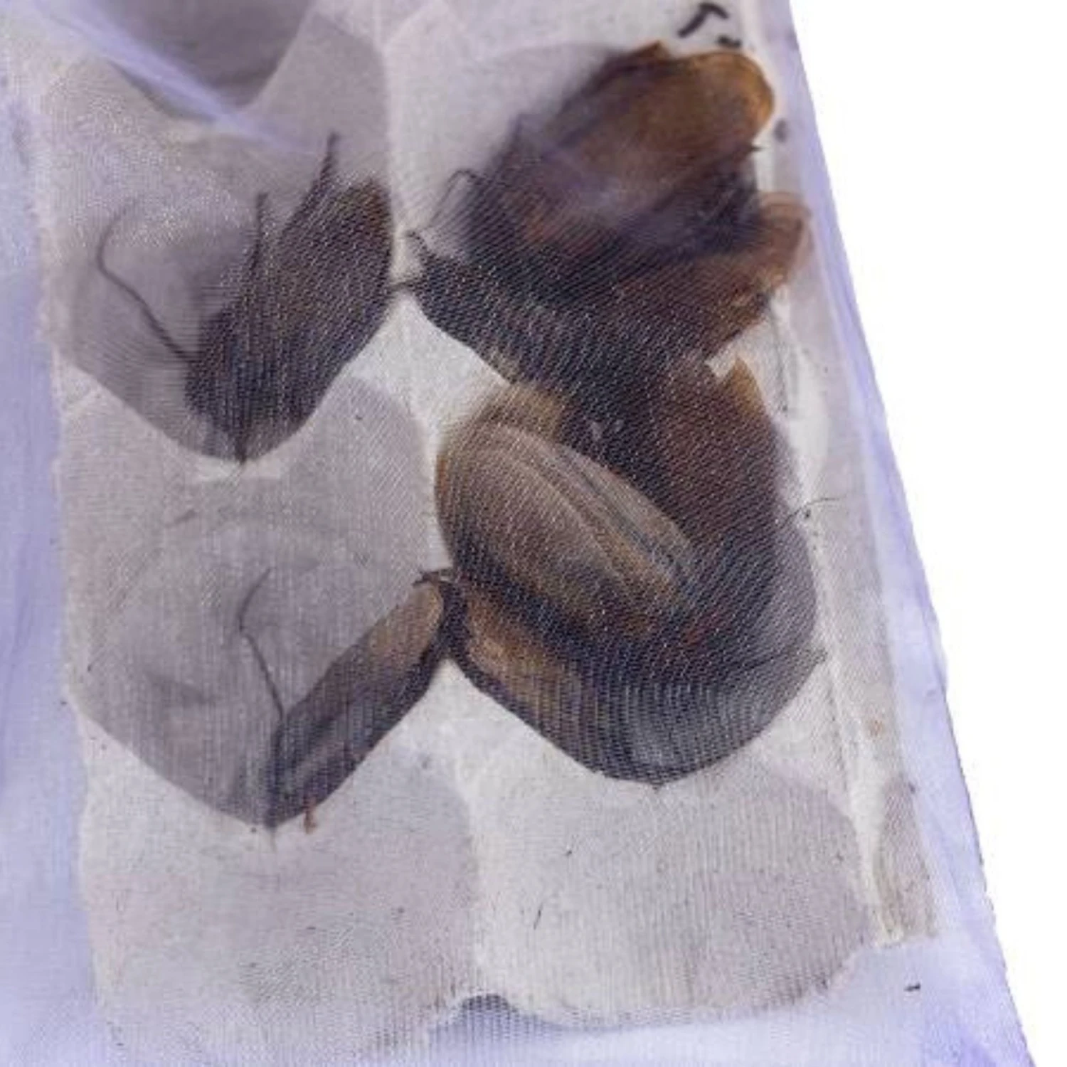 Josh's Frogs Adult Orange Head Roaches Live Feed Reptile Food 6 Josh's Frogs Adult Orange Head Roaches Live Feed Reptile Food - Image 4