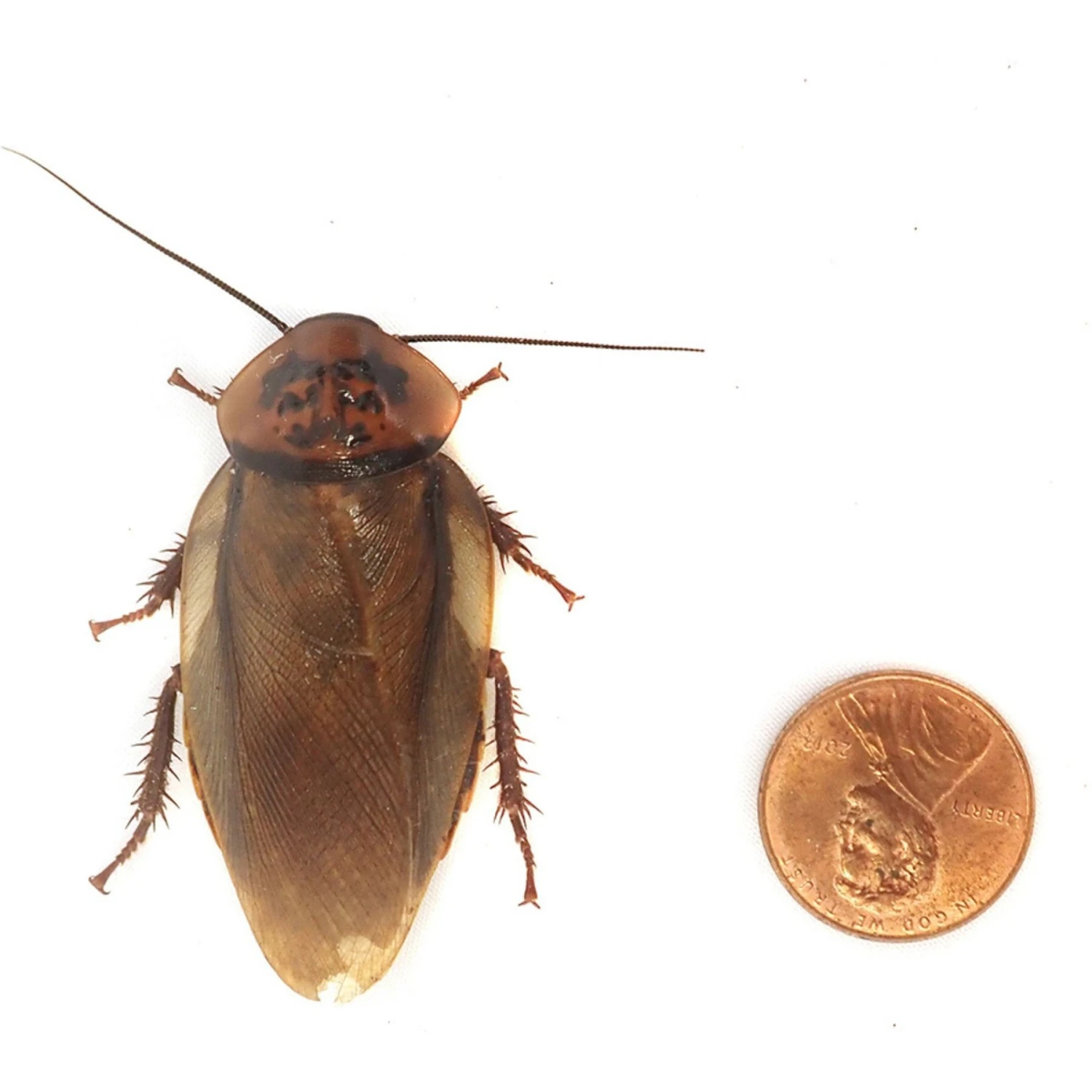 Josh's Frogs Adult Orange Head Roaches Live Feed Reptile Food 9 Josh's Frogs Adult Orange Head Roaches Live Feed Reptile Food - Image 7