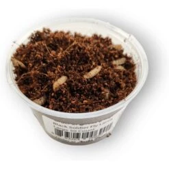 Josh's Frogs Black Soldier Fly Larvae Live Feed Reptile Food -Pet Supplies Store 928286 PT4. AC SS1800 V1692301421