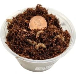 Josh's Frogs Black Soldier Fly Larvae Live Feed Reptile Food -Pet Supplies Store 928286 PT5. AC SS1800 V1692299424