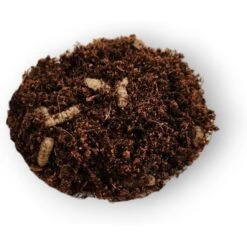 Josh's Frogs Black Soldier Fly Larvae Live Feed Reptile Food -Pet Supplies Store 928286 PT6. AC SS1800 V1692296318