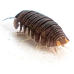 Josh's Frogs Cubaris Murina 'Little Sea' Isopods Live Feed Reptile Food, 10 Count -Pet Supplies Store 928382 PT3. AC SS1800 V1692301792