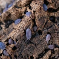 Josh's Frogs Cubaris Murina 'Little Sea' Isopods Live Feed Reptile Food, 10 Count -Pet Supplies Store 928382 PT5. AC SS1800 V1692296351