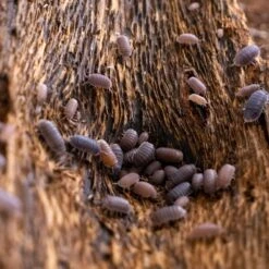 Josh's Frogs Cubaris Murina 'Little Sea' Isopods Live Feed Reptile Food, 10 Count -Pet Supplies Store 928382 PT6. AC SS1800 V1692296344