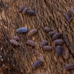 Josh's Frogs Cubaris Murina 'Little Sea' Isopods Live Feed Reptile Food, 10 Count -Pet Supplies Store 928382 PT7. AC SS1800 V1692304281