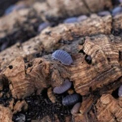 Josh's Frogs Cubaris Murina 'Little Sea' Isopods Live Feed Reptile Food, 10 Count -Pet Supplies Store 928382 PT8. AC SS1800 V1692301420