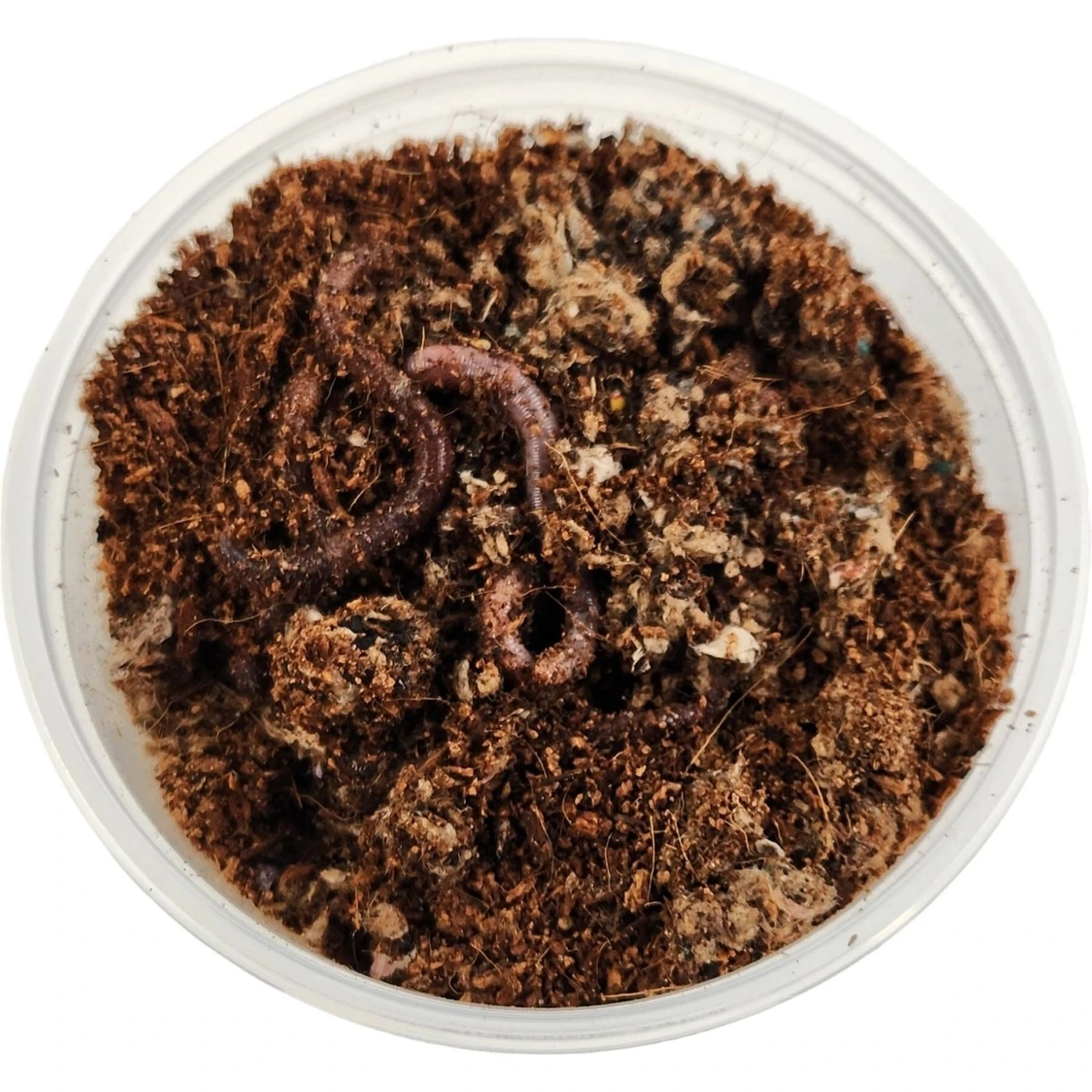 Josh's Frogs European Nightcrawlers Live Feed Reptile Food, 25 Count 6 Josh's Frogs European Nightcrawlers Live Feed Reptile Food, 25 Count - Image 4