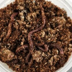 Josh's Frogs European Nightcrawlers Live Feed Reptile Food, 25 Count 14 Josh's Frogs European Nightcrawlers Live Feed Reptile Food, 25 Count -Pet Supplies Store 928438 PT5. AC SS1800 V1692298395