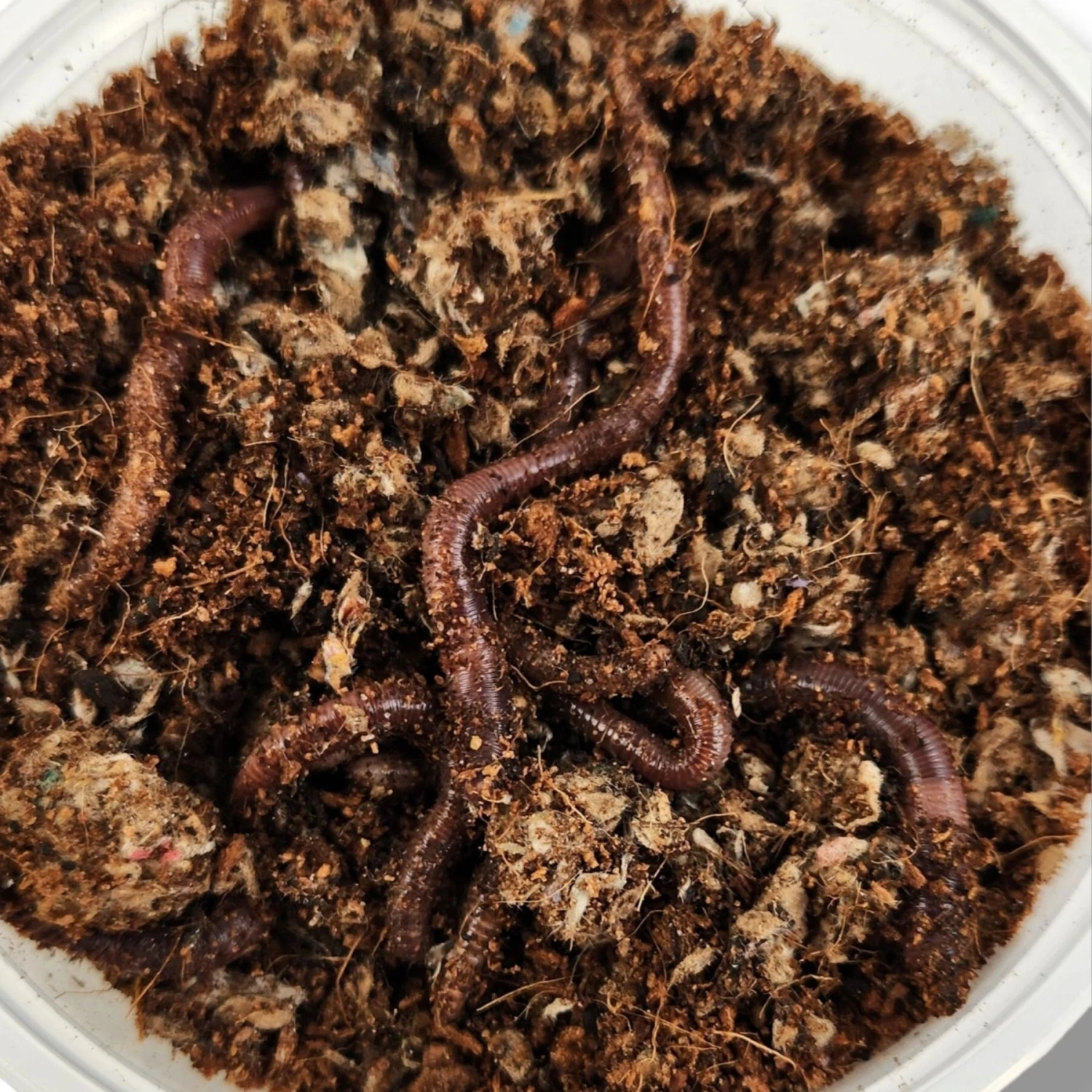 Josh's Frogs European Nightcrawlers Live Feed Reptile Food, 25 Count 7 Josh's Frogs European Nightcrawlers Live Feed Reptile Food, 25 Count - Image 5