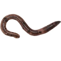 Josh's Frogs European Nightcrawlers Live Feed Reptile Food, 25 Count 15 Josh's Frogs European Nightcrawlers Live Feed Reptile Food, 25 Count -Pet Supplies Store 928438 PT6. AC SS1800 V1692300317