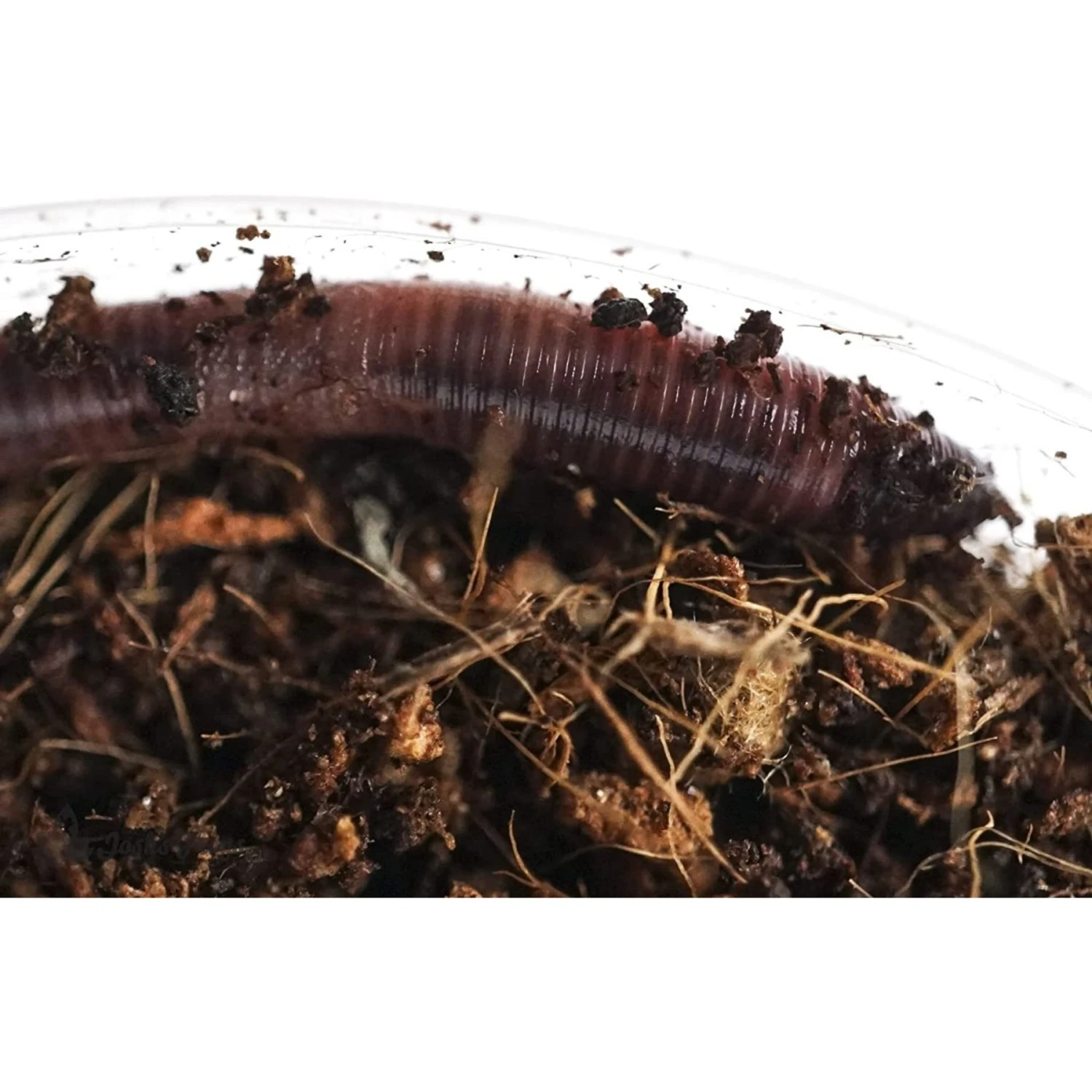 Josh's Frogs European Nightcrawlers Live Feed Reptile Food, 25 Count 9 Josh's Frogs European Nightcrawlers Live Feed Reptile Food, 25 Count - Image 7