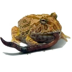 Josh's Frogs European Nightcrawlers Live Feed Reptile Food, 25 Count 17 Josh's Frogs European Nightcrawlers Live Feed Reptile Food, 25 Count -Pet Supplies Store 928438 PT8. AC SS1800 V1692298394