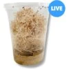 Josh's Frogs Freshly Started Flightless Drosophila Hydei Fruit Fly Culture Live Feed Reptile Food