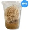 Josh's Frogs Freshly Started Flightless Golden Hydei Fruit Fly Culture Live Feed Reptile Food -Pet Supplies Store 928470 MAIN. AC SS1800 V1692710690