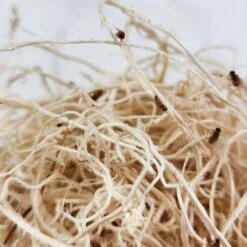 Josh's Frogs Freshly Started Flightless Golden Hydei Fruit Fly Culture Live Feed Reptile Food -Pet Supplies Store 928470 PT4. AC SS1800 V1692304281