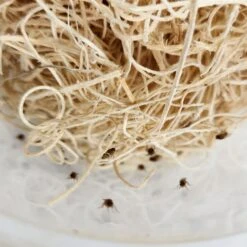 Josh's Frogs Freshly Started Flightless Golden Hydei Fruit Fly Culture Live Feed Reptile Food -Pet Supplies Store 928470 PT5. AC SS1800 V1692300967