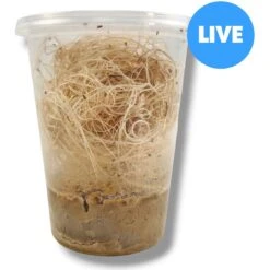 Josh's Frogs Freshly Started Wingless Drosophila Melanogaster Fruit Fly Culture Live Feed Reptile Food