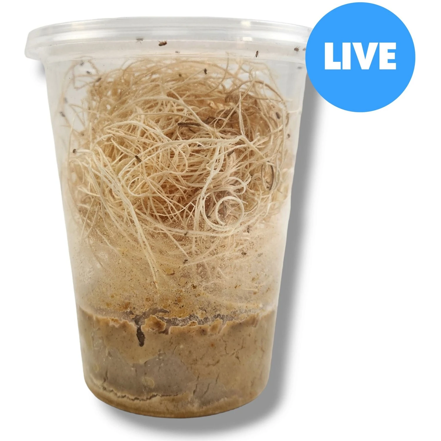 Josh's Frogs Freshly Started Wingless Drosophila Melanogaster Fruit Fly Culture Live Feed Reptile Food 3 Josh's Frogs Freshly Started Wingless Drosophila Melanogaster Fruit Fly Culture Live Feed Reptile Food