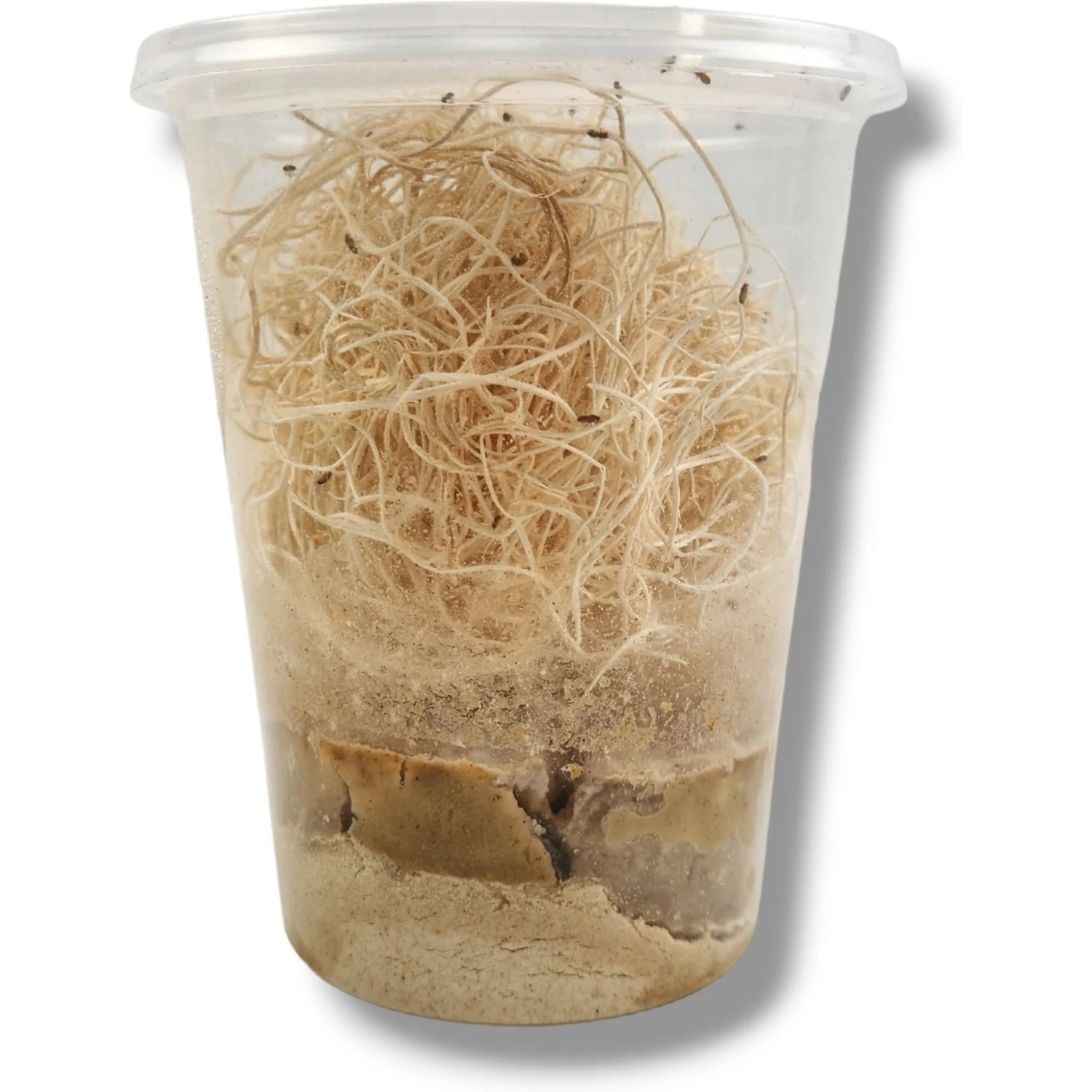 Josh's Frogs Freshly Started Wingless Drosophila Melanogaster Fruit Fly Culture Live Feed Reptile Food 4 Josh's Frogs Freshly Started Wingless Drosophila Melanogaster Fruit Fly Culture Live Feed Reptile Food - Image 2