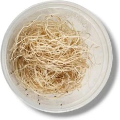 Josh's Frogs Freshly Started Wingless Drosophila Melanogaster Fruit Fly Culture Live Feed Reptile Food 12 Josh's Frogs Freshly Started Wingless Drosophila Melanogaster Fruit Fly Culture Live Feed Reptile Food -Pet Supplies Store 928486 PT3. AC SS1800 V1692302980