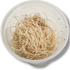 Josh's Frogs Freshly Started Wingless Drosophila Melanogaster Fruit Fly Culture Live Feed Reptile Food 13 Josh's Frogs Freshly Started Wingless Drosophila Melanogaster Fruit Fly Culture Live Feed Reptile Food -Pet Supplies Store 928486 PT4. AC SS1800 V1692301425