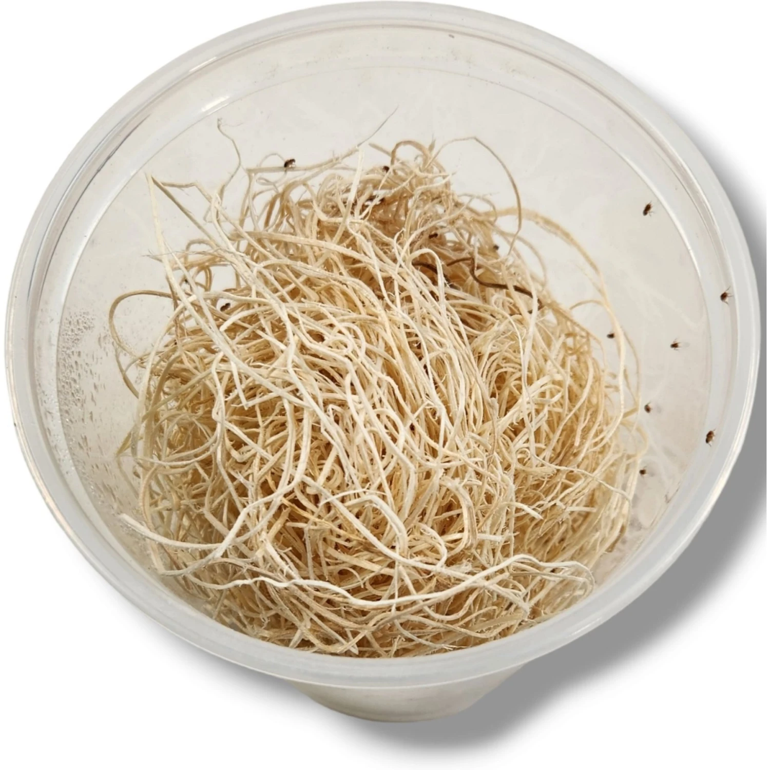 Josh's Frogs Freshly Started Wingless Drosophila Melanogaster Fruit Fly Culture Live Feed Reptile Food 6 Josh's Frogs Freshly Started Wingless Drosophila Melanogaster Fruit Fly Culture Live Feed Reptile Food - Image 4