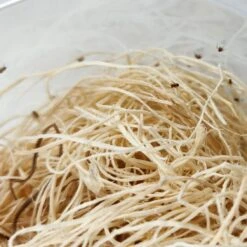 Josh's Frogs Freshly Started Wingless Drosophila Melanogaster Fruit Fly Culture Live Feed Reptile Food 14 Josh's Frogs Freshly Started Wingless Drosophila Melanogaster Fruit Fly Culture Live Feed Reptile Food -Pet Supplies Store 928486 PT5. AC SS1800 V1692301793