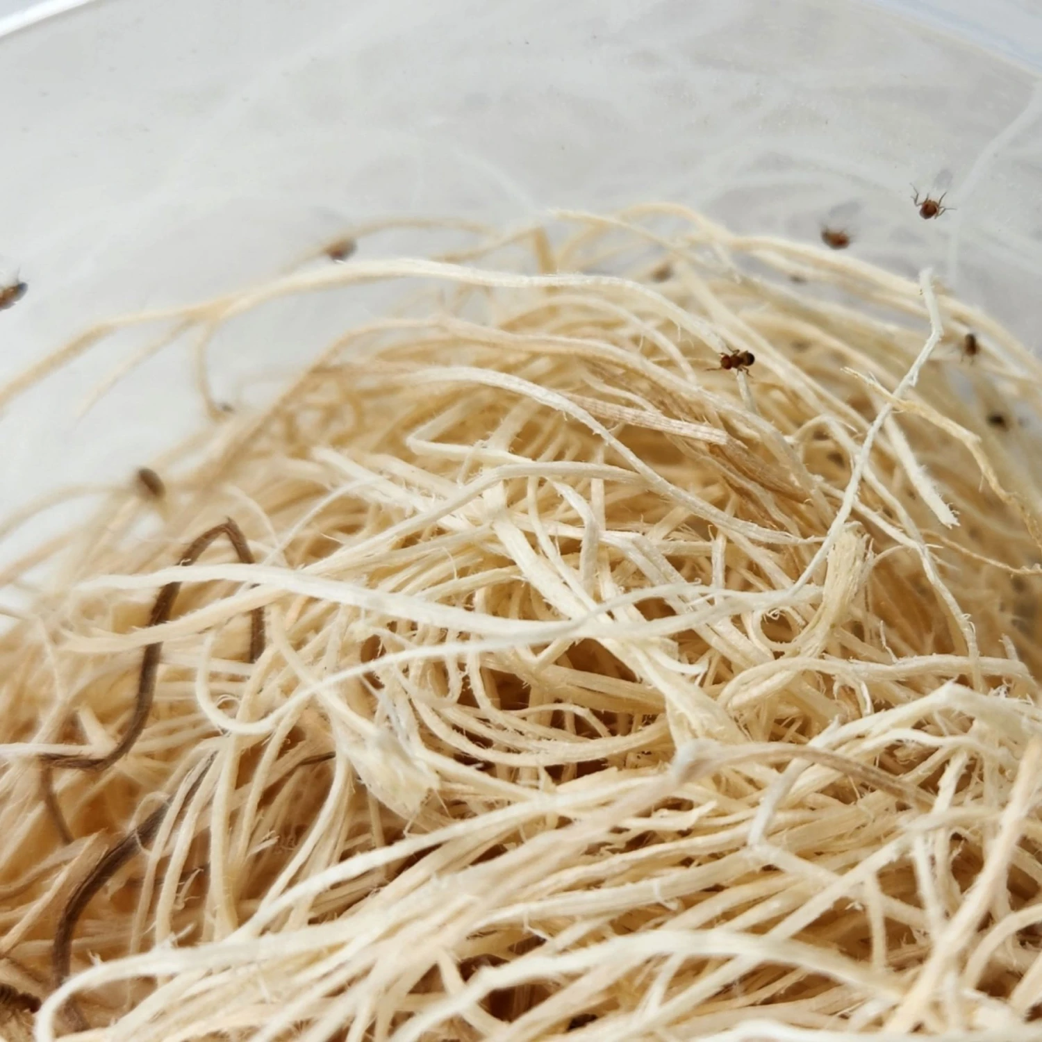 Josh's Frogs Freshly Started Wingless Drosophila Melanogaster Fruit Fly Culture Live Feed Reptile Food 7 Josh's Frogs Freshly Started Wingless Drosophila Melanogaster Fruit Fly Culture Live Feed Reptile Food - Image 5