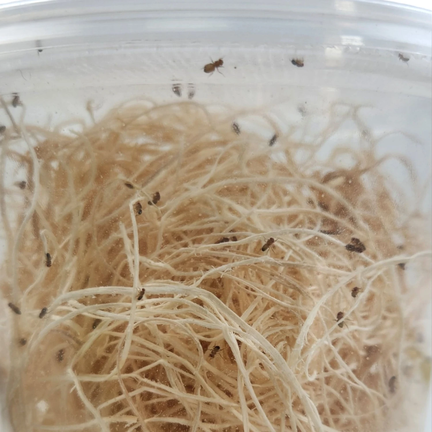 Josh's Frogs Freshly Started Wingless Drosophila Melanogaster Fruit Fly Culture Live Feed Reptile Food 8 Josh's Frogs Freshly Started Wingless Drosophila Melanogaster Fruit Fly Culture Live Feed Reptile Food - Image 6