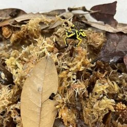 Josh's Frogs Freshly Started Wingless Drosophila Melanogaster Fruit Fly Culture Live Feed Reptile Food 16 Josh's Frogs Freshly Started Wingless Drosophila Melanogaster Fruit Fly Culture Live Feed Reptile Food -Pet Supplies Store 928486 PT7. AC SS1800 V1692300318