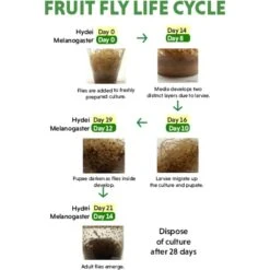 Josh's Frogs Freshly Started Wingless Drosophila Melanogaster Fruit Fly Culture Live Feed Reptile Food 17 Josh's Frogs Freshly Started Wingless Drosophila Melanogaster Fruit Fly Culture Live Feed Reptile Food -Pet Supplies Store 928486 PT8. AC SS1800 V1692298340