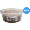 Josh's Frogs Giant Mealworms Live Feed Reptile Food