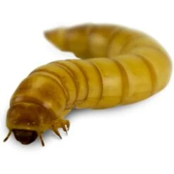 Josh's Frogs Giant Mealworms Live Feed Reptile Food -Pet Supplies Store 928518 PT5. AC SS1800 V1692299399
